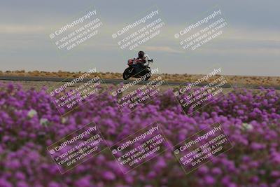 media/Jan-14-2023-SoCal Trackdays (Sat) [[497694156f]]/Turn 14 Exit Bloomig (145pm)/